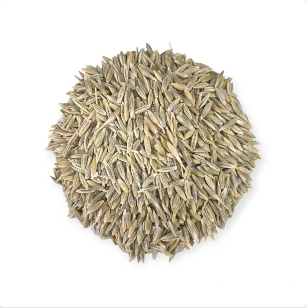 الشعير العضوي اليمني